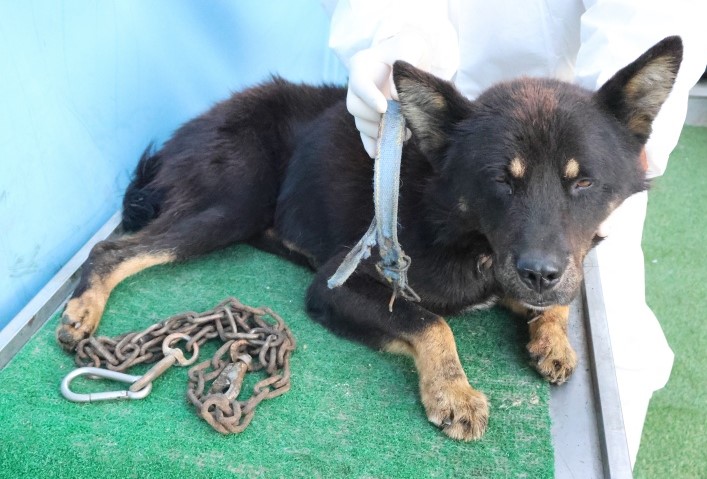 보호중 믹스견의 가…